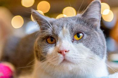 铃木Suzuki与《街霸6》联动 推出韩蛛俐风格摩托车